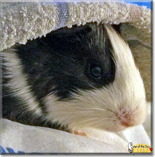 Lily the Guinea Pig, the Pet of the Day