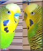 John, Jill the Budgerigars