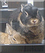 Meggy and Mopsi Rabbits