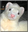 Moe the DEW Ferret