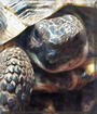Marisa the Greek Tortoise