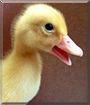 Fritz the Duck