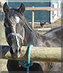Kona the Welsh Mountain Pony