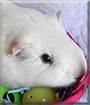 Munchie the Guinea Pig