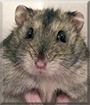 Snowflake the Winter White Hamster