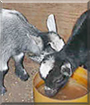 Sunny, Dancer the American Pygmy Goats