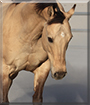 Wyatt the Quarter Horse