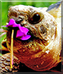 Missi the Afghan Tortoise