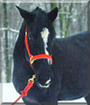 Raven the Quarter Horse mix