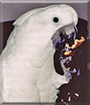 Snuggles the Umbrella Cockatoo