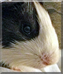 Lily the Guinea Pig