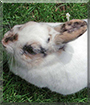 Pauline the Dwarf Rabbit