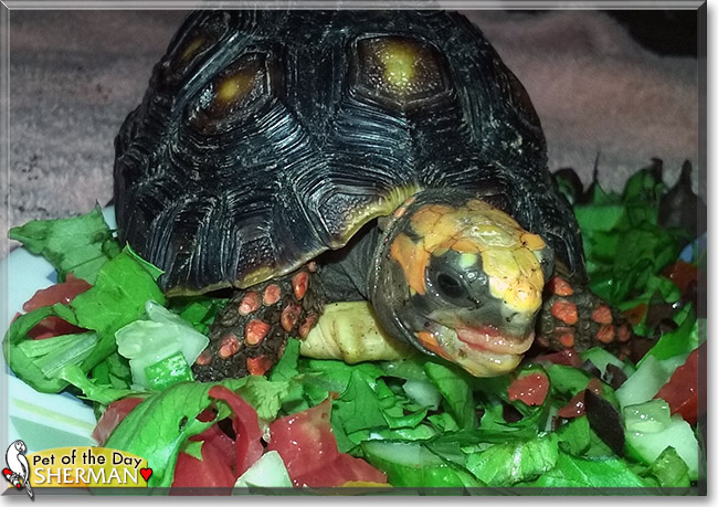 Sherman the Redfoot Tortoise, the Pet of the Day