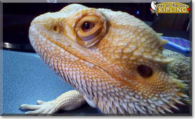 Kipling the Bearded Dragon, the Pet of the Day