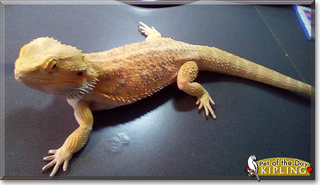Kipling the Bearded Dragon, the Pet of the Day