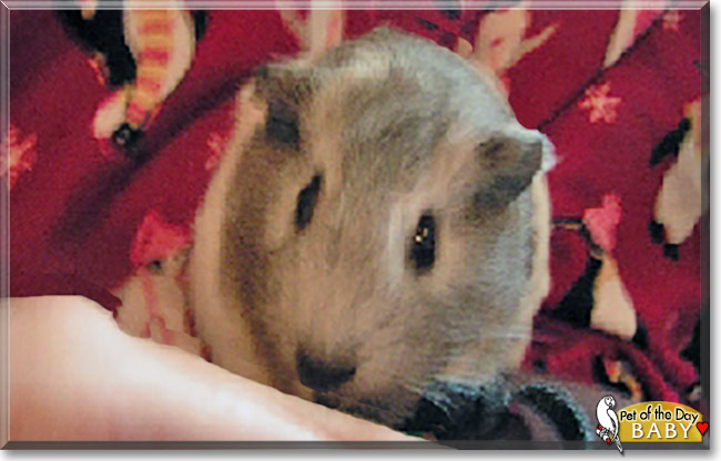 Baby the American Shorthair Guinea Pig, the Pet of the Day