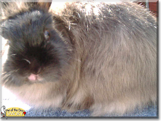 Smoky the Jersey Wooly Rabbit, the Pet of the Day