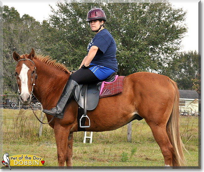 Dobbin the Quarter Horse, the Pet of the Day