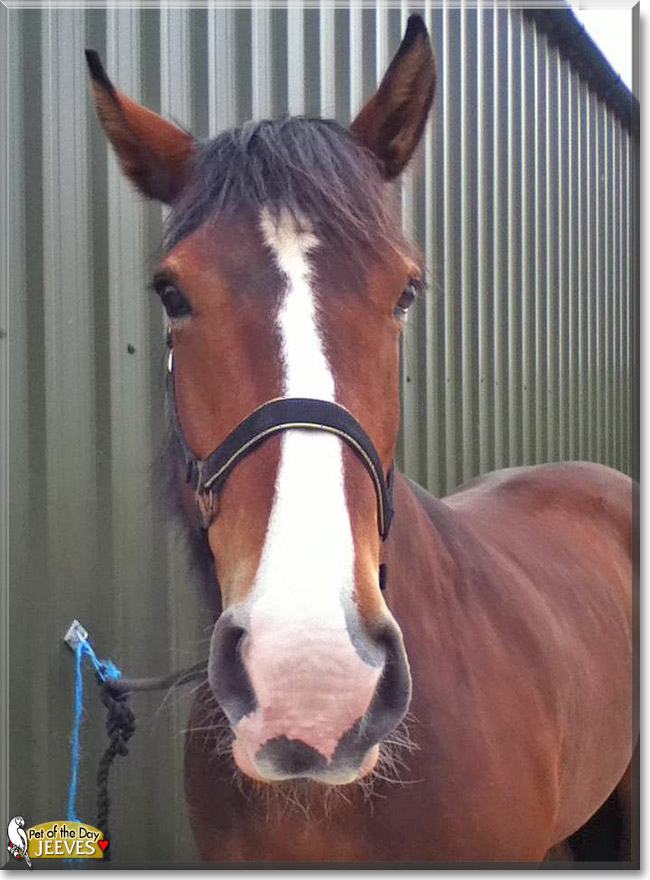 Jeeves the Irish Draft Horse, the Pet of the Day