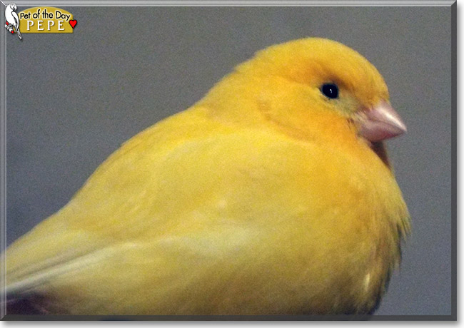 Pepe the Canary, the Pet of the Day