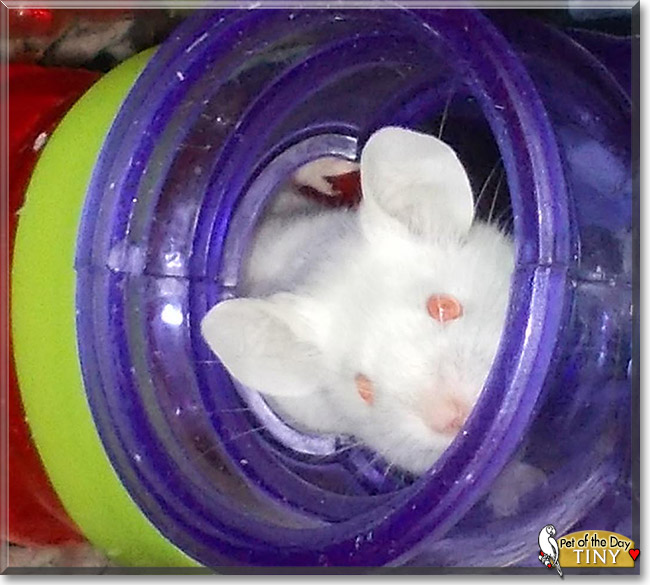 Tiny the Mouse, the Pet of the Day