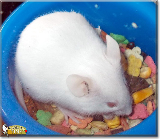 Tiny the Mouse, the Pet of the Day