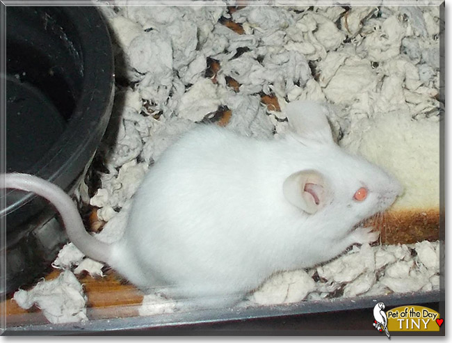 Tiny the Mouse, the Pet of the Day