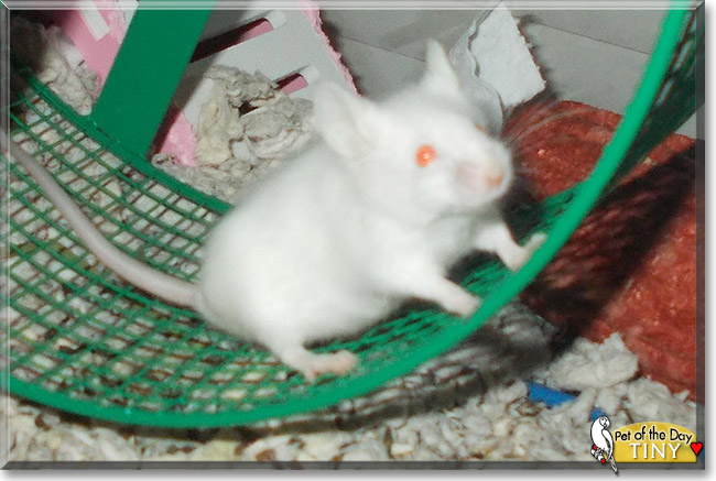 Tiny the Mouse, the Pet of the Day