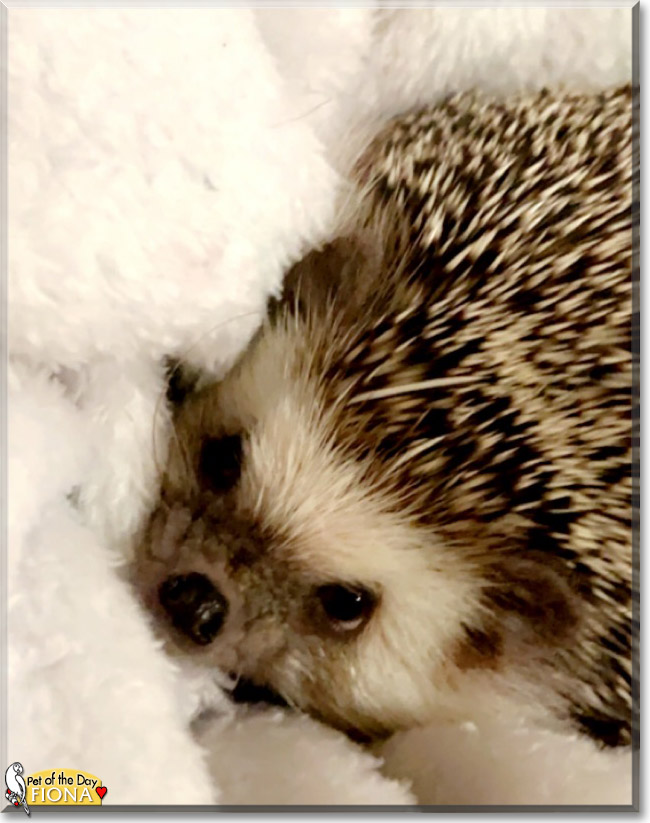 Fiona the African Pygmy Hedgehog, the Pet of the Day