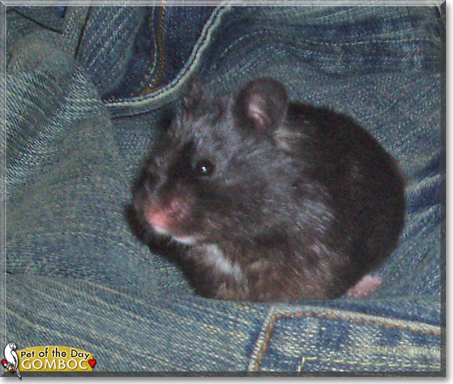 Gomboc the Hamster, the Pet of the Day