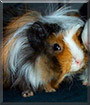 Mikesch the Guinea Pig