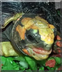 Sherman the Redfoot Tortoise