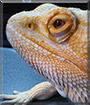 Kipling the Bearded Dragon