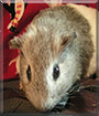 Baby the American Shorthair Guinea Pig