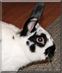 Sir Bun Bun the Holland Lop Rabbit