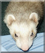 Lucky the Ferret