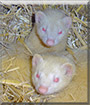 Nippy and Squirm the Ferrets