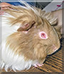 Cappuccino the Guinea Pig