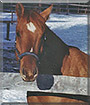 Jett the Quarterhorse