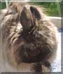 Smoky the Jersey Wooly Rabbit
