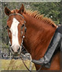 Dobbin the Quarter Horse
