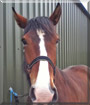 Jeeves the Irish Draft Horse