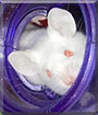 Tiny the Mouse