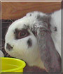 Oreo the Mini Lop Rabbit