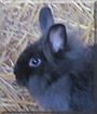 Simba the Lionhead Rabbit