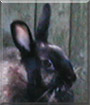Midnight the Dwarf Rabbit