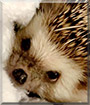 Fiona the African Pygmy Hedgehog