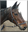 Giselle the German Riding Horse