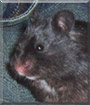 Gomboc the Hamster