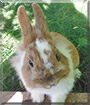 Schnuffi the Dwarf Rabbit